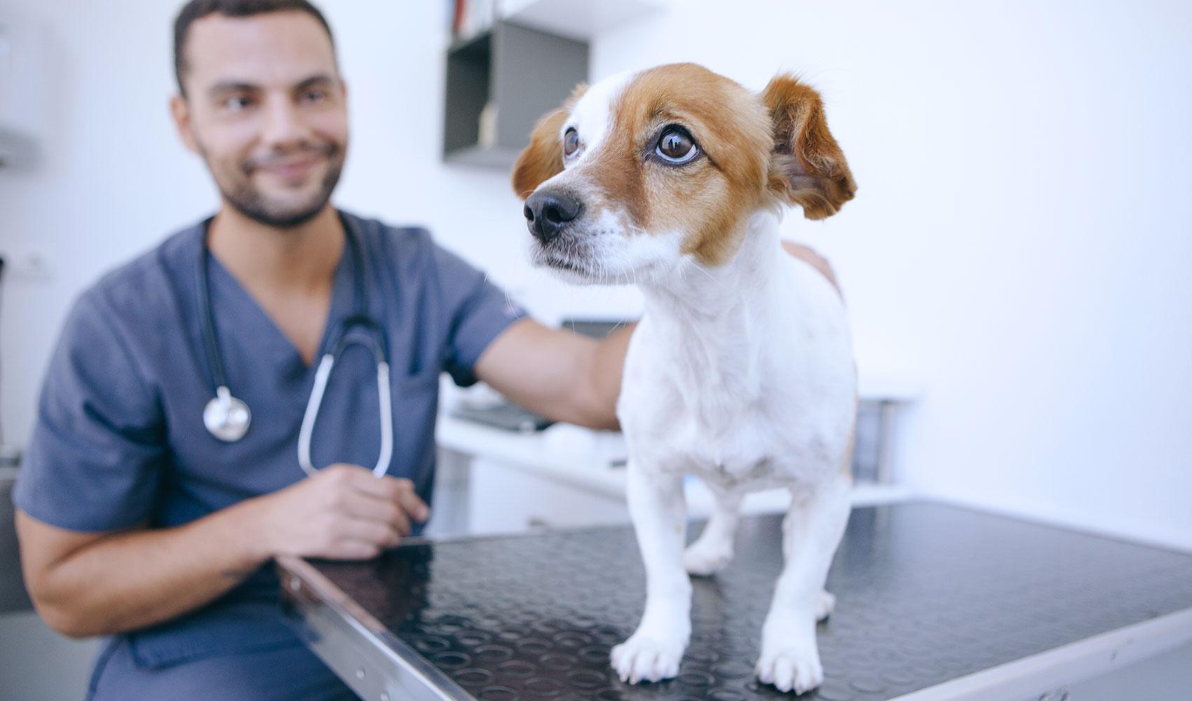 Dog-Nurse-consultation_0