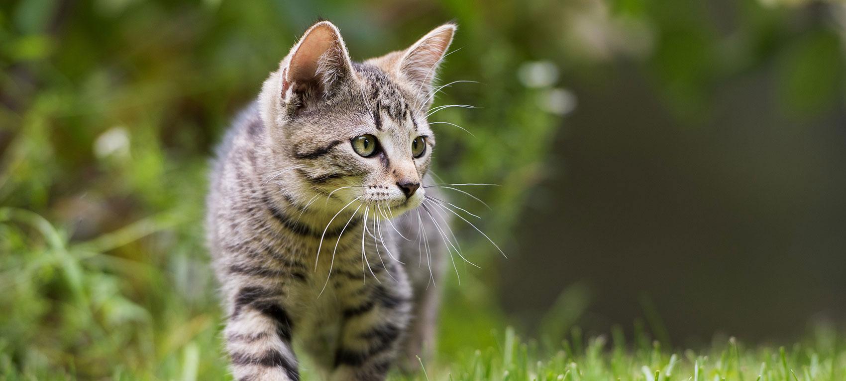 cat-in-grass-neutering