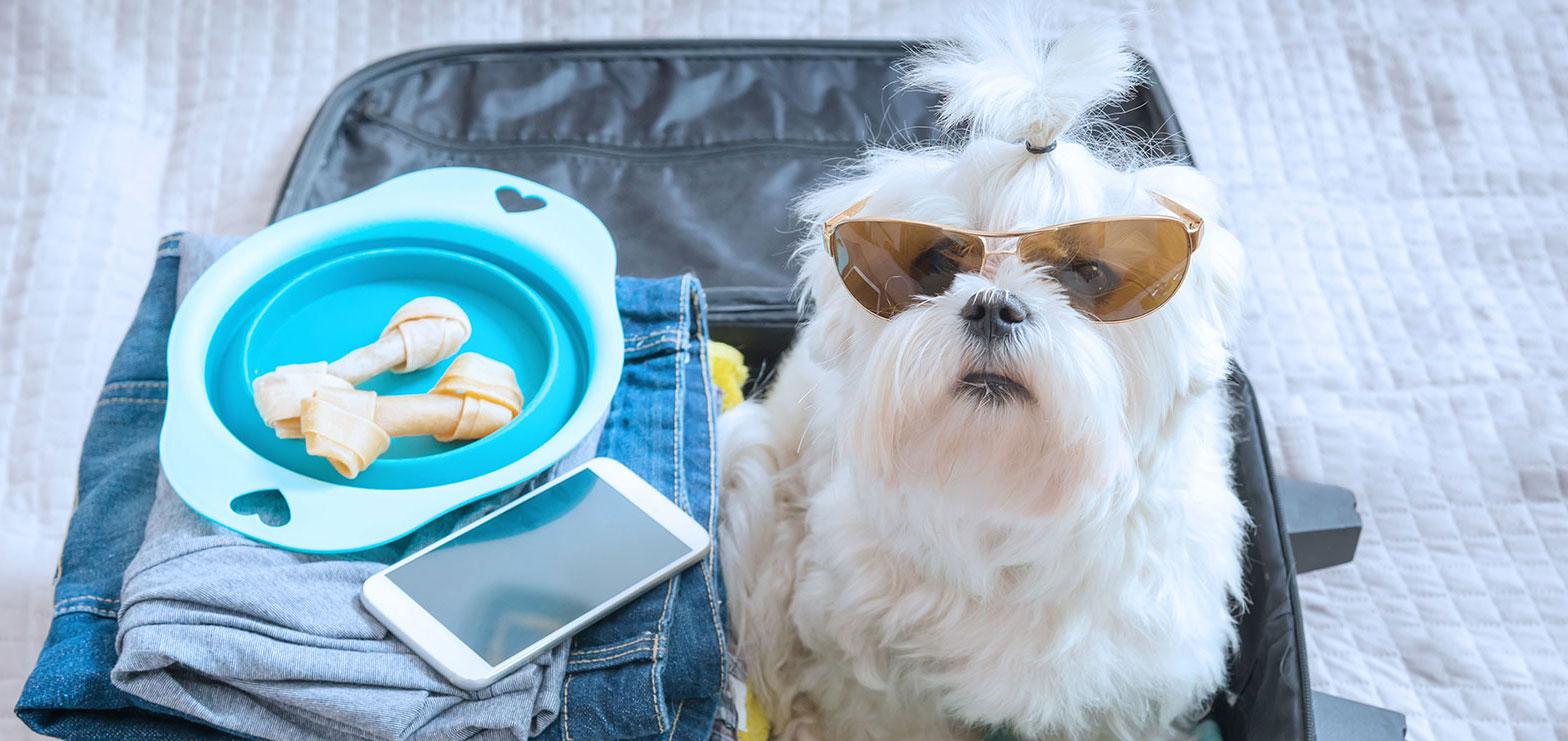 dog-travel-suitcase