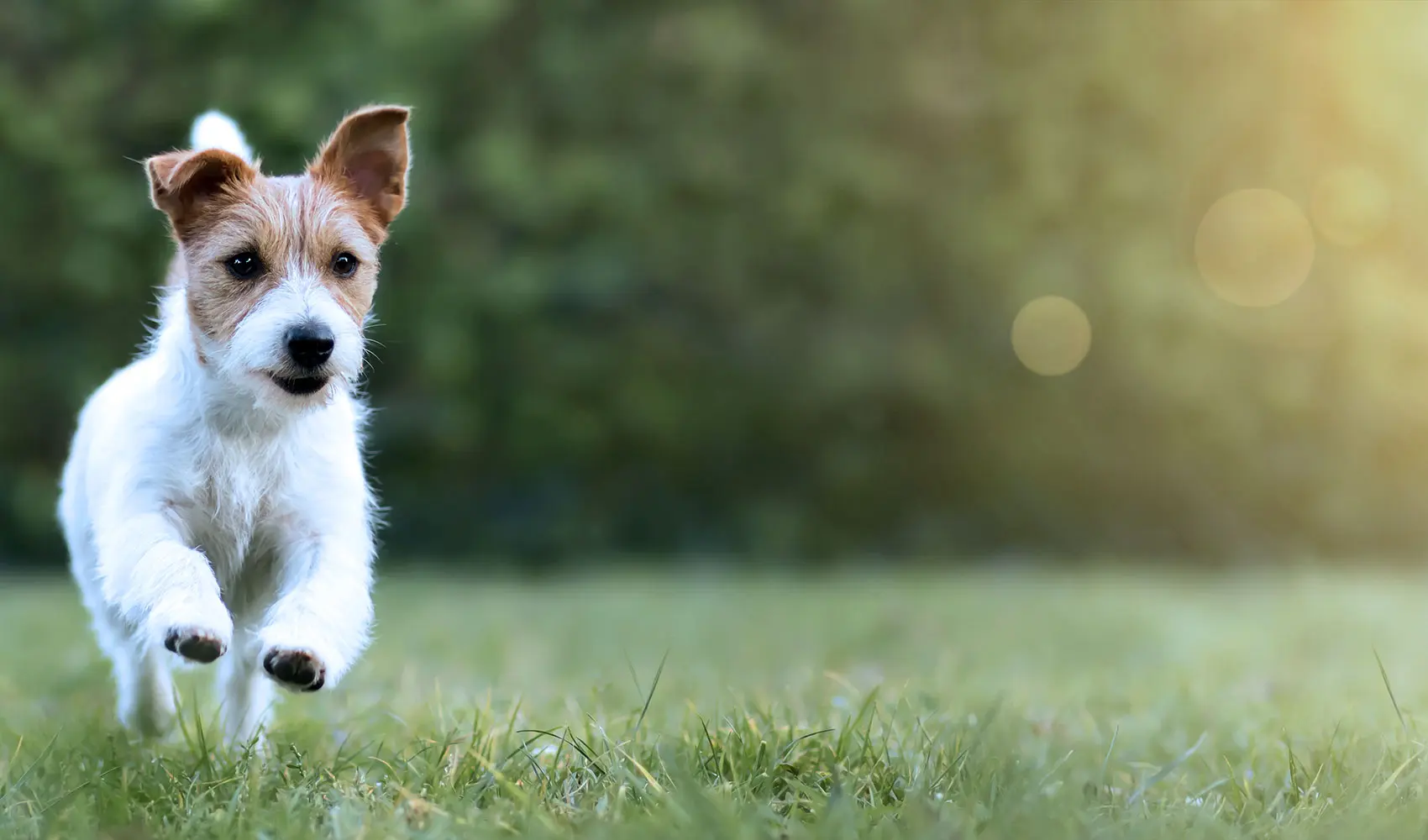 happy-dog_0