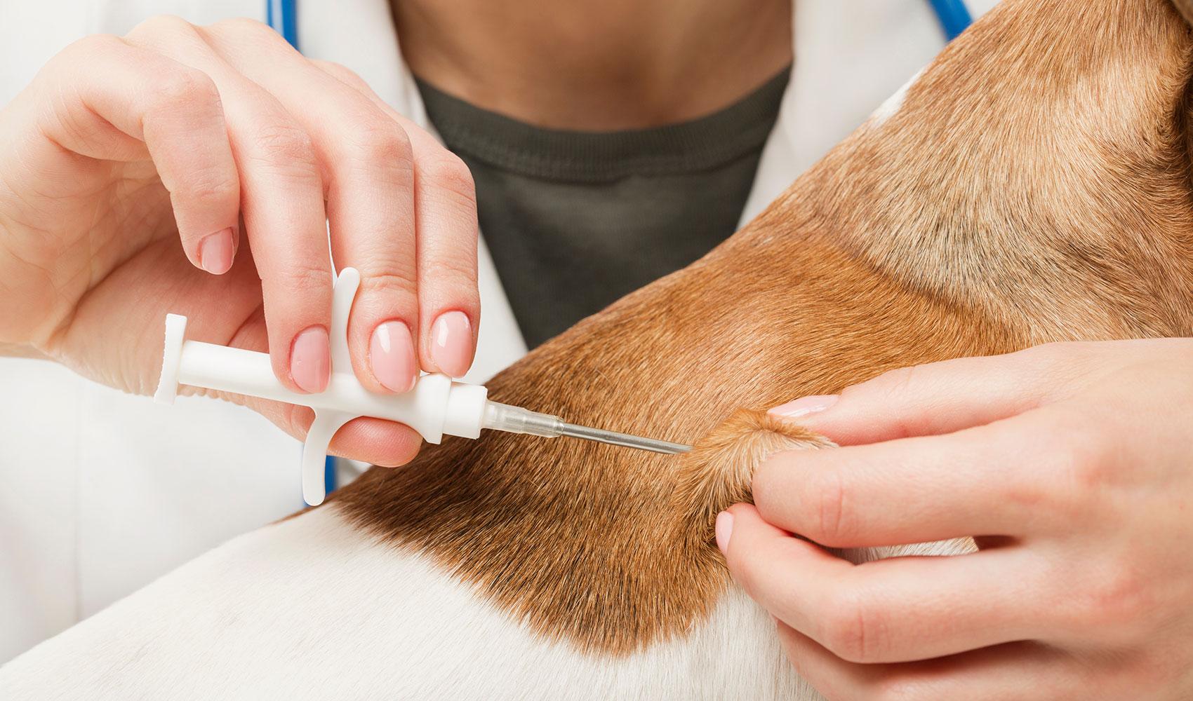microchipping-white-braun-dog