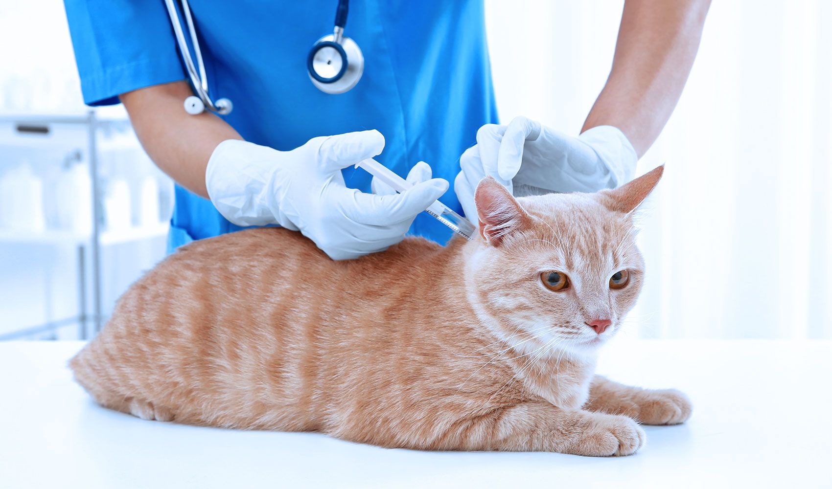 cat vaccination