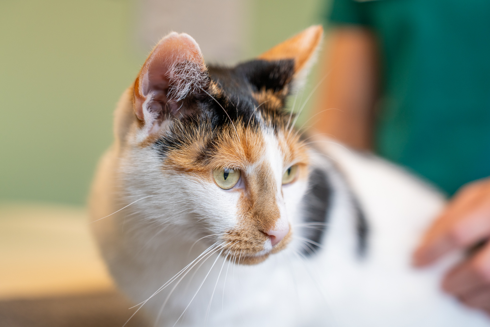 Lomond Hills Veterinary Clinic (Web) 069
